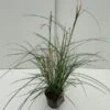 Chinees Riet (Miscanthus Sinensis 'Pink Cloud') 1 Chinees Riet (Miscanthus Sinensis 'Pink Cloud') -Tuinplanten Winkel miscanthus pink cloud v2 1