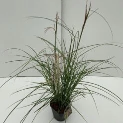 Chinees Riet (Miscanthus Sinensis 'Pink Cloud')