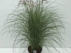 Prachtriet (Miscanthus Sinensis 'Red Cloud') 12 Prachtriet (Miscanthus Sinensis 'Red Cloud') -Tuinplanten Winkel miscanthus red cloud c10