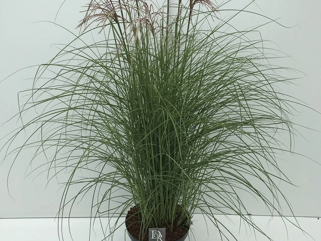 Prachtriet (Miscanthus Sinensis 'Red Cloud') 7 Prachtriet (Miscanthus Sinensis 'Red Cloud') - Afbeelding 5