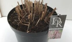 Prachtriet (Miscanthus Sinensis 'Red Cloud') 13 Prachtriet (Miscanthus Sinensis 'Red Cloud') -Tuinplanten Winkel miscanthus red cloud c10 winter