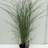 Prachtriet (Miscanthus Sinensis 'Red Cloud') -Tuinplanten Winkel miscanthus red cloud v2 1