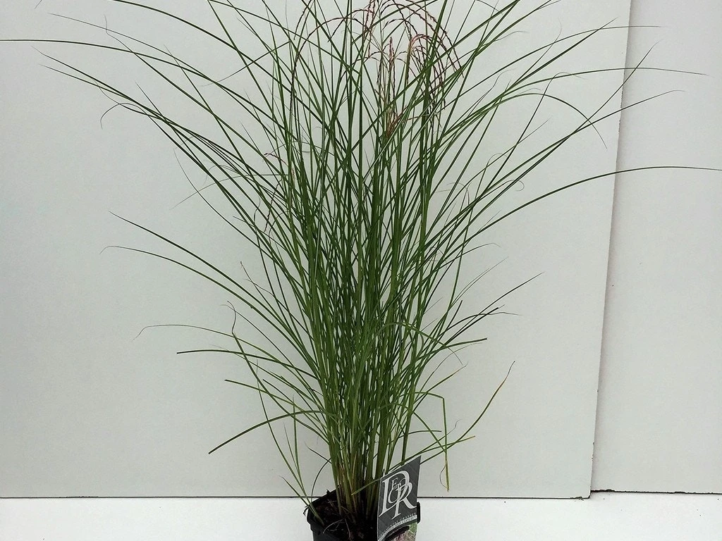 Prachtriet (Miscanthus Sinensis 'Red Cloud') 3 Prachtriet (Miscanthus Sinensis 'Red Cloud')
