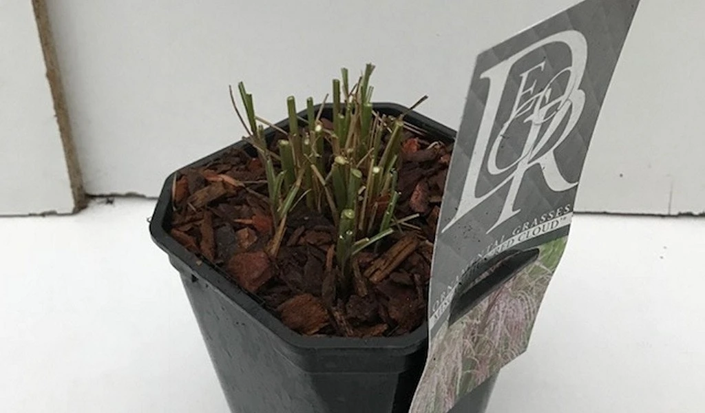 Prachtriet (Miscanthus Sinensis 'Red Cloud') 4 Prachtriet (Miscanthus Sinensis 'Red Cloud') - Afbeelding 2