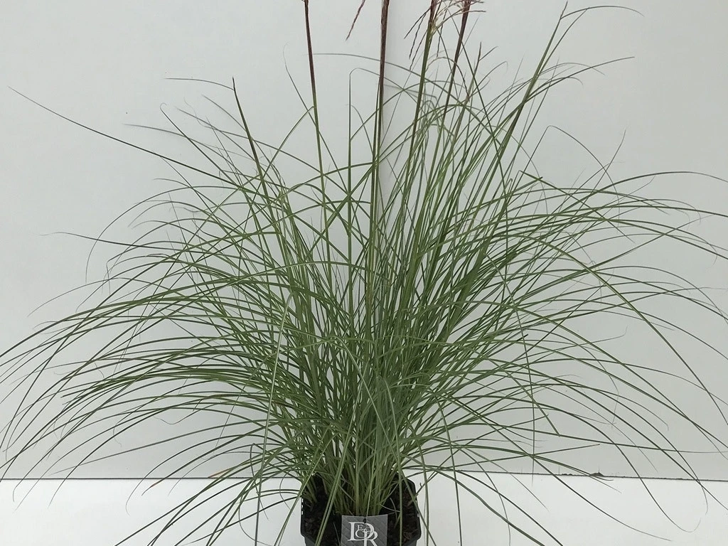Prachtriet (Miscanthus Sinensis 'Red Cloud') 5 Prachtriet (Miscanthus Sinensis 'Red Cloud') - Afbeelding 3