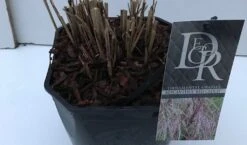 Prachtriet (Miscanthus Sinensis 'Red Cloud') 11 Prachtriet (Miscanthus Sinensis 'Red Cloud') -Tuinplanten Winkel miscanthus red cloud v5 winter