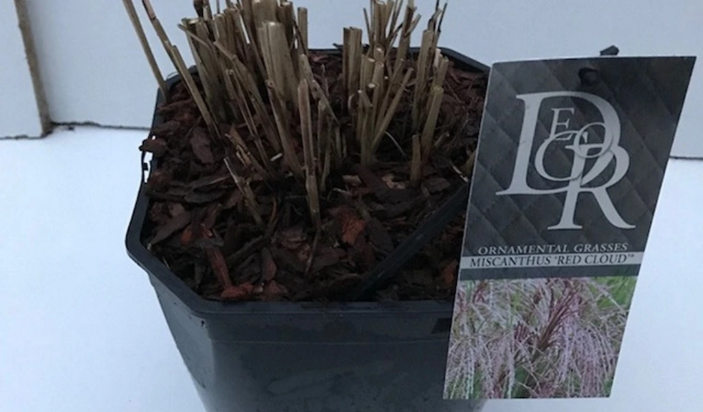 Prachtriet (Miscanthus Sinensis 'Red Cloud') 6 Prachtriet (Miscanthus Sinensis 'Red Cloud') - Afbeelding 4