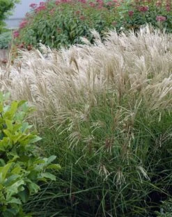 Prachtriet (Miscanthus Sacchariflorus)