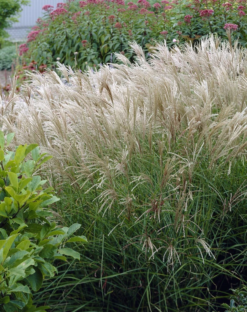Prachtriet (Miscanthus Sacchariflorus) 3 Prachtriet (Miscanthus Sacchariflorus)