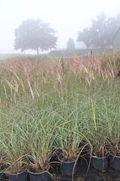 Prachtriet (Miscanthus Sinensis 'Adagio') 16 Prachtriet (Miscanthus Sinensis 'Adagio') -Tuinplanten Winkel miscanthus sinensis adagio 1