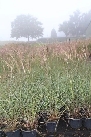 Prachtriet (Miscanthus Sinensis 'Adagio') 7 Prachtriet (Miscanthus Sinensis 'Adagio') - Afbeelding 5