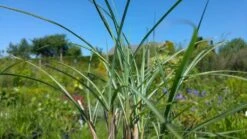 Prachtriet (Miscanthus Sinensis 'Adagio')