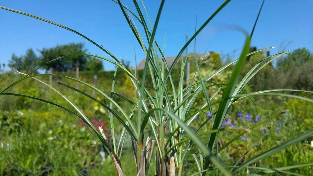 Prachtriet (Miscanthus Sinensis 'Adagio') 3 Prachtriet (Miscanthus Sinensis 'Adagio')