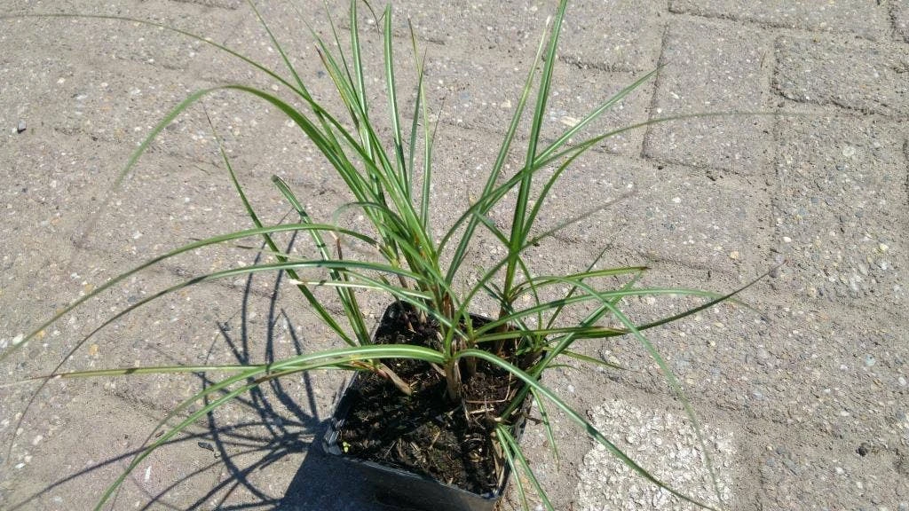 Prachtriet (Miscanthus Sinensis 'Adagio') 4 Prachtriet (Miscanthus Sinensis 'Adagio') - Afbeelding 2