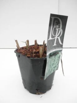 Prachtriet, Olifantgras (Miscanthus Sinensis 'Variegatus') 8 Prachtriet, Olifantgras (Miscanthus Sinensis 'Variegatus') -Tuinplanten Winkel miscanthus variegatus