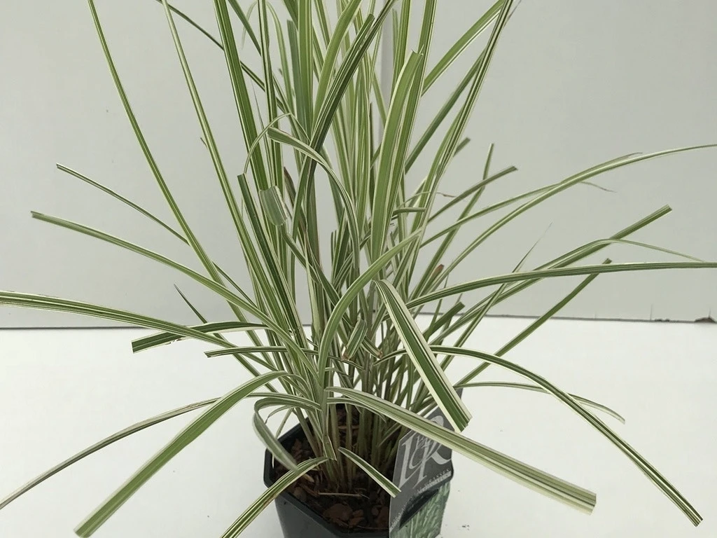 Prachtriet, Olifantgras (Miscanthus Sinensis 'Variegatus') 3 Prachtriet, Olifantgras (Miscanthus Sinensis 'Variegatus')