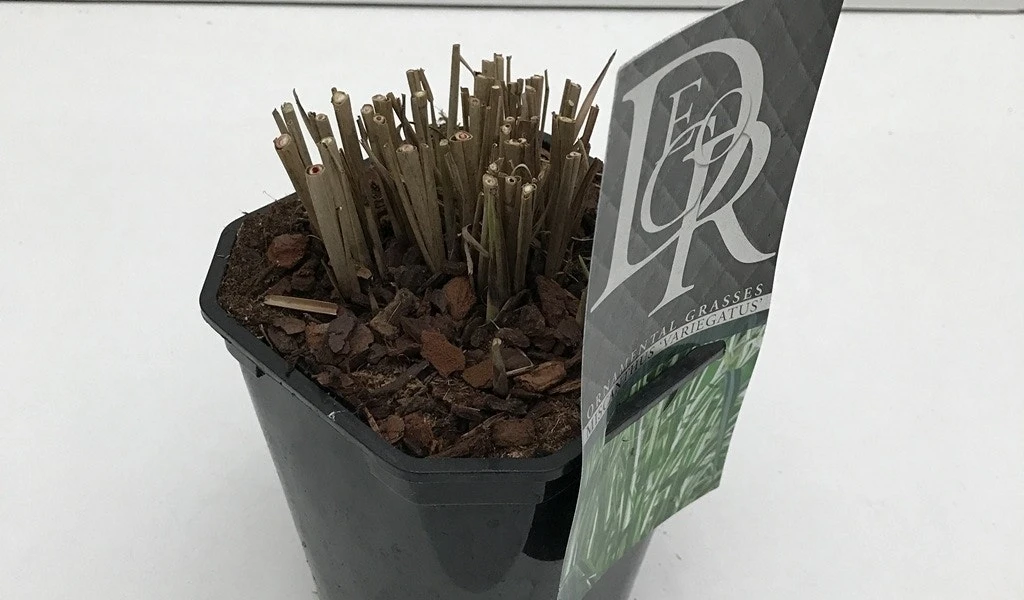 Prachtriet, Olifantgras (Miscanthus Sinensis 'Variegatus') 6 Prachtriet, Olifantgras (Miscanthus Sinensis 'Variegatus') - Afbeelding 4