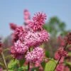 Sering (Syringa Villosae 'Miss Canada')