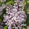 Dwergsering (Syringa Patula 'Miss Kim') -Tuinplanten Winkel miss kim