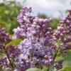 Sering (Syringa Vulgaris 'Mme Antoine Buchner') -Tuinplanten Winkel mme antoine buchner