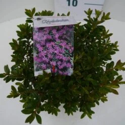 Dwergrhododendron (Rhododendron 'Moerheim') 11 Dwergrhododendron (Rhododendron 'Moerheim') -Tuinplanten Winkel moerheim c2 boven