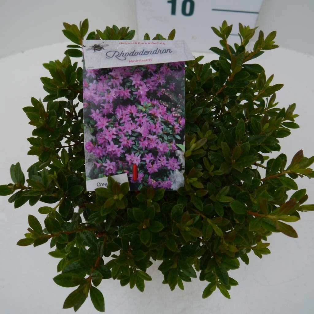 Dwergrhododendron (Rhododendron 'Moerheim') 5 Dwergrhododendron (Rhododendron 'Moerheim') - Afbeelding 3