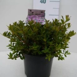 Dwergrhododendron (Rhododendron 'Moerheim') 10 Dwergrhododendron (Rhododendron 'Moerheim') -Tuinplanten Winkel moerheim c2 voor