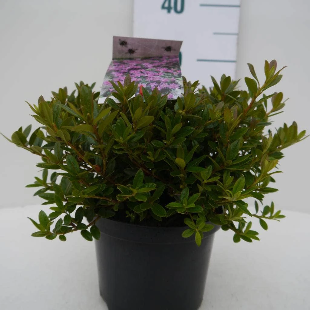 Dwergrhododendron (Rhododendron 'Moerheim') 4 Dwergrhododendron (Rhododendron 'Moerheim') - Afbeelding 2