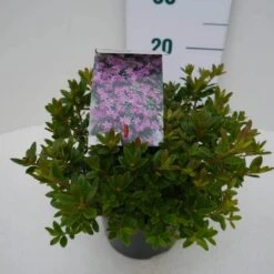 Dwergrhododendron (Rhododendron 'Moerheim') 12 Dwergrhododendron (Rhododendron 'Moerheim') -Tuinplanten Winkel moerheim c2 zij