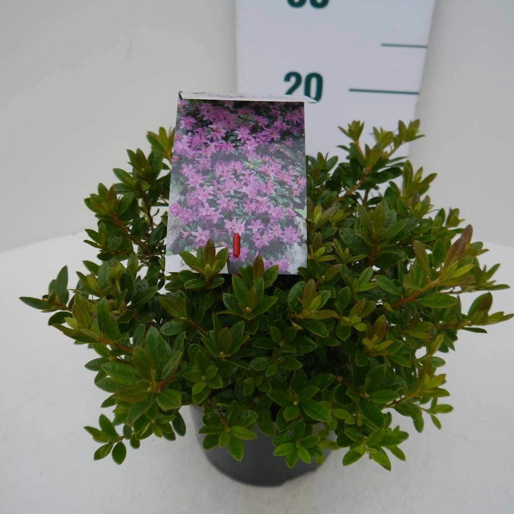 Dwergrhododendron (Rhododendron 'Moerheim') 6 Dwergrhododendron (Rhododendron 'Moerheim') - Afbeelding 4