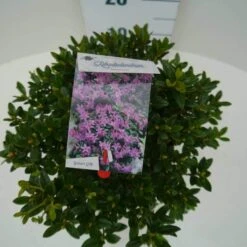 Dwergrhododendron (Rhododendron 'Moerheim') 14 Dwergrhododendron (Rhododendron 'Moerheim') -Tuinplanten Winkel moerheim c4 boven