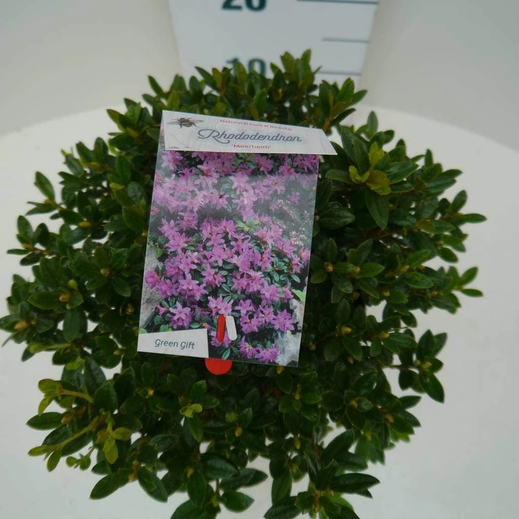Dwergrhododendron (Rhododendron 'Moerheim') 8 Dwergrhododendron (Rhododendron 'Moerheim') - Afbeelding 6