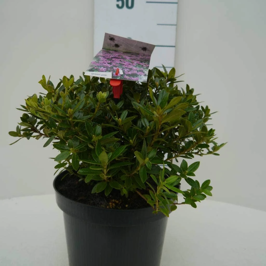 Dwergrhododendron (Rhododendron 'Moerheim') 7 Dwergrhododendron (Rhododendron 'Moerheim') - Afbeelding 5