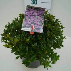 Dwergrhododendron (Rhododendron 'Moerheim') 15 Dwergrhododendron (Rhododendron 'Moerheim') -Tuinplanten Winkel moerheim c4 zij