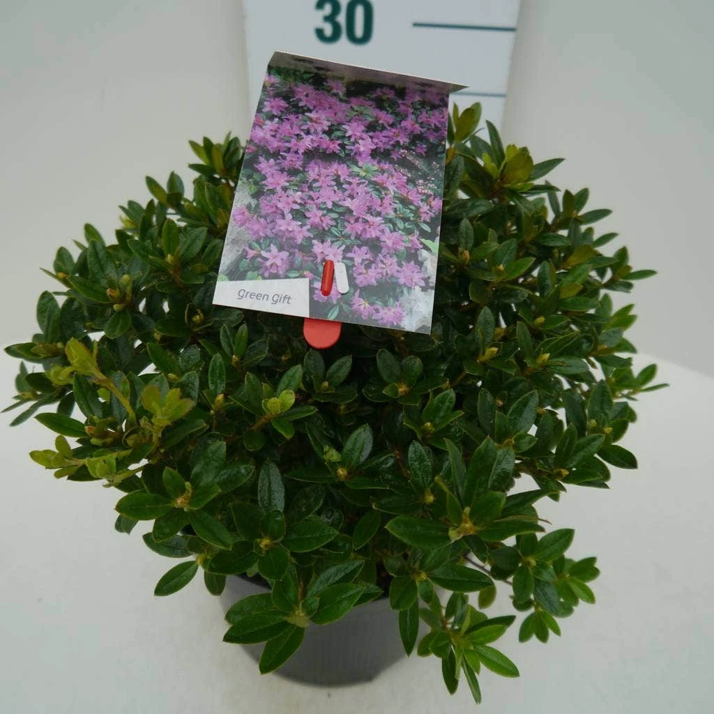 Dwergrhododendron (Rhododendron 'Moerheim') 9 Dwergrhododendron (Rhododendron 'Moerheim') - Afbeelding 7