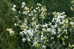 Driebladige Citroen (Poncirus Trifoliata) -Tuinplanten Winkel moja00733