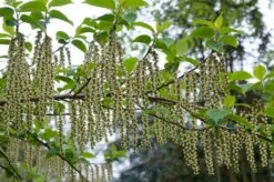 Staartaar (Stachyurus Praecox) -Tuinplanten Winkel moja00886 1 1