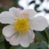 Camelia (Camellia Sasanqua 'Hino De Gumo') -Tuinplanten Winkel moja01077