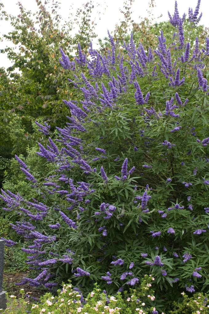Monikkenpeper (Vitex Agnus-castus) 4 Monikkenpeper (Vitex Agnus-castus) - Afbeelding 2