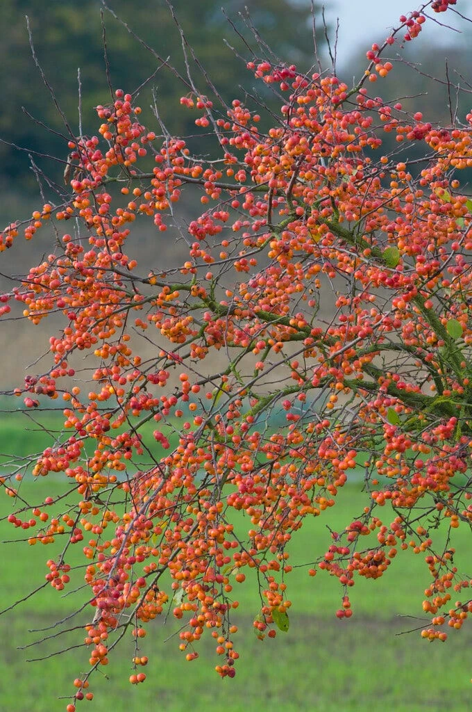 Grote Sierappel (Malus 'Evereste') 4 Grote Sierappel (Malus 'Evereste') - Afbeelding 2