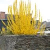 Chinees Klokje (Forsythia Intermedia 'Week-end')