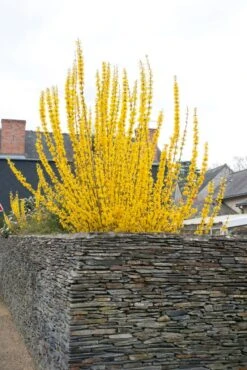 Chinees Klokje (Forsythia Intermedia 'Week-end')