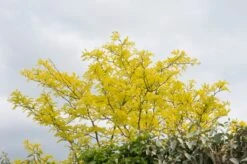 Grote Gleditsia (Gleditsia Triacanthos 'Sunburst')