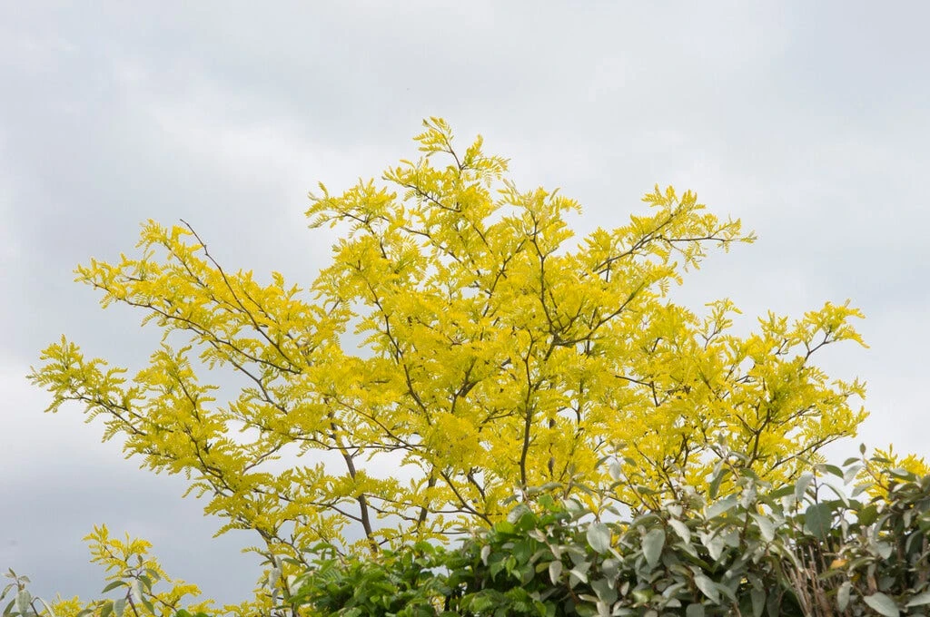 Grote Gleditsia (Gleditsia Triacanthos 'Sunburst') 3 Grote Gleditsia (Gleditsia Triacanthos 'Sunburst')