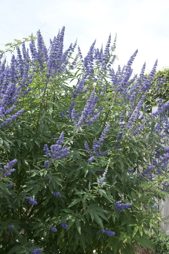 Monikkenpeper (Vitex Agnus-castus) 3 Monikkenpeper (Vitex Agnus-castus)