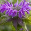 Bergamotplant (Monarda 'Prärienacht') -Tuinplanten Winkel monarda prarienacht