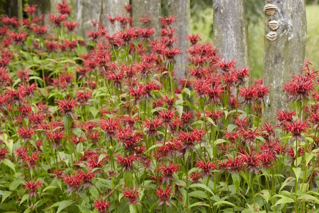 Bergamotplant/Hanekam (Monarda 'Squaw') 4 Bergamotplant/Hanekam (Monarda 'Squaw') - Afbeelding 2
