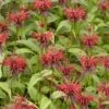 Bergamotplant/Hanekam (Monarda 'Squaw') -Tuinplanten Winkel monarda squaw 1