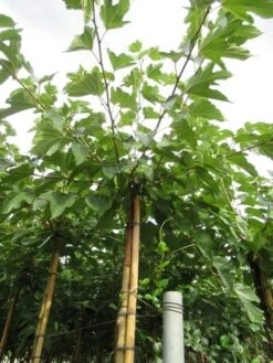 Zwarte Moerbei Als Boom (Morus Nigra) -Tuinplanten Winkel morus