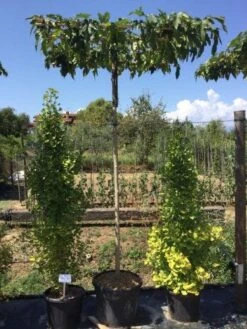 Dakmoerbei (Morus Alba 'Fruitless' ) -Tuinplanten Winkel morus alba fruitless dakboomva01